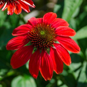 Echinacea Coneflower Red In Shades