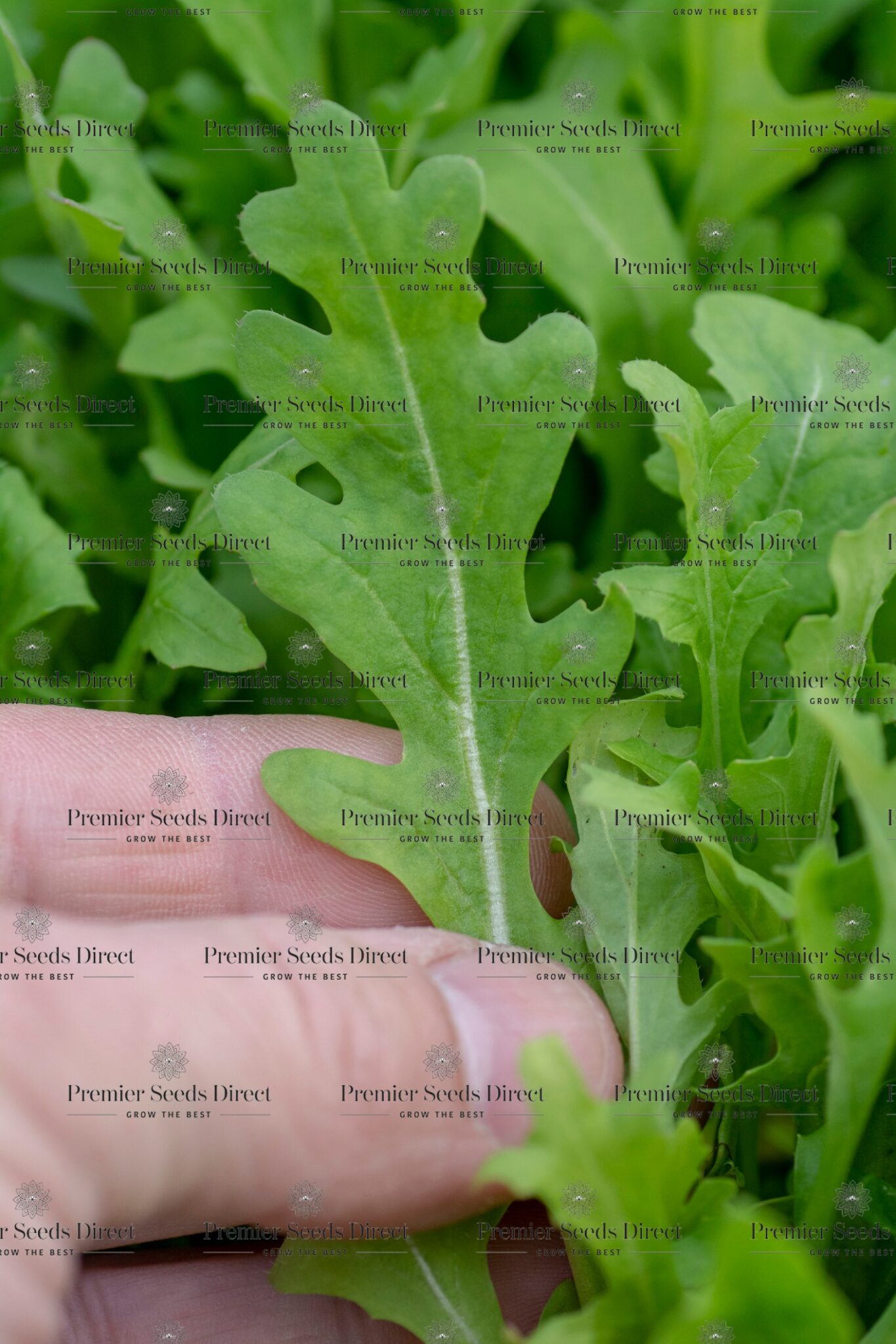 Herb Rocket Wild Herbs Premier Seeds Direct ltd