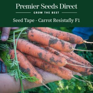 Freshly harvested Resistafly F1 carrots with dirt on