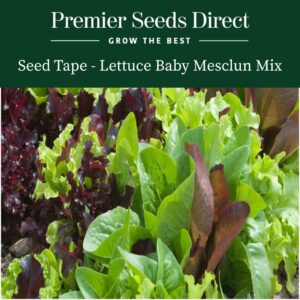 Baby mesclun mix of lettuce leaves in red and green with various varieties.