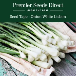 White Lisbon spring onions freshly harvested on a cloth on a wooden surface with white bulbs and green stems