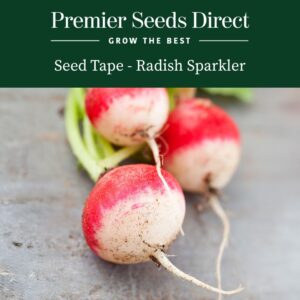 Freshly harvested Globe Sparkler radishes on a kitchen worktop