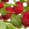Chenopodium capitatum - Espinaca-fresa - Compra online en Le Jardin du Chenopodium capitatum - Espinaca-fresa - Compra online en Le Jardin du
