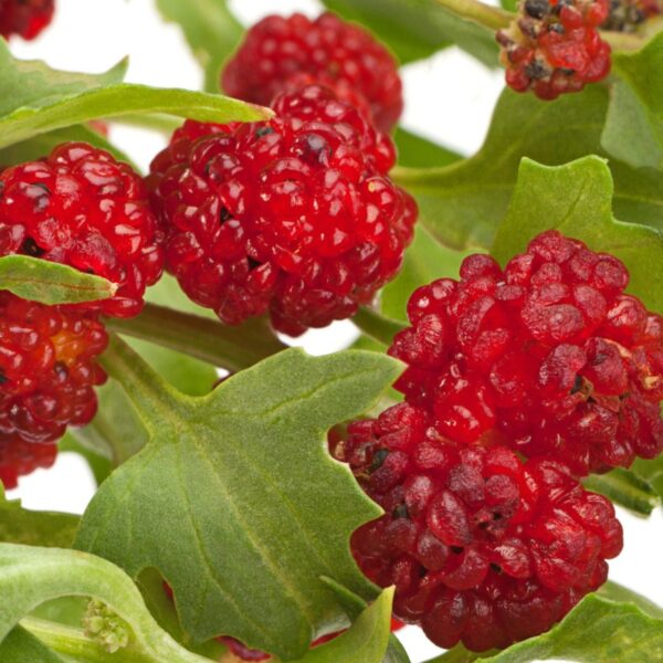 Strawberry Spinach - Chenopodium Capitatum - Image 3