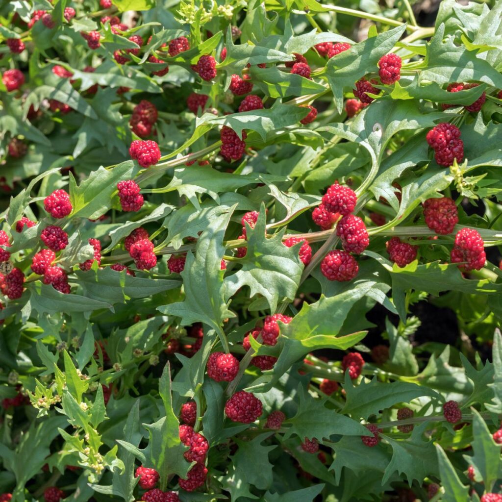 La Tienda de Jorge : Chenopodium Foliosum Espinaca Frutillas Palitos La Tienda de Jorge : Chenopodium Foliosum Espinaca Frutillas Palitos