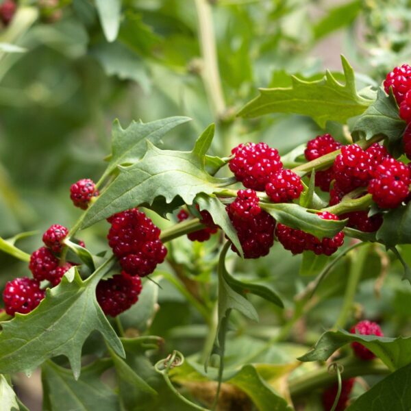 Strawberry Spinach - Chenopodium Capitatum