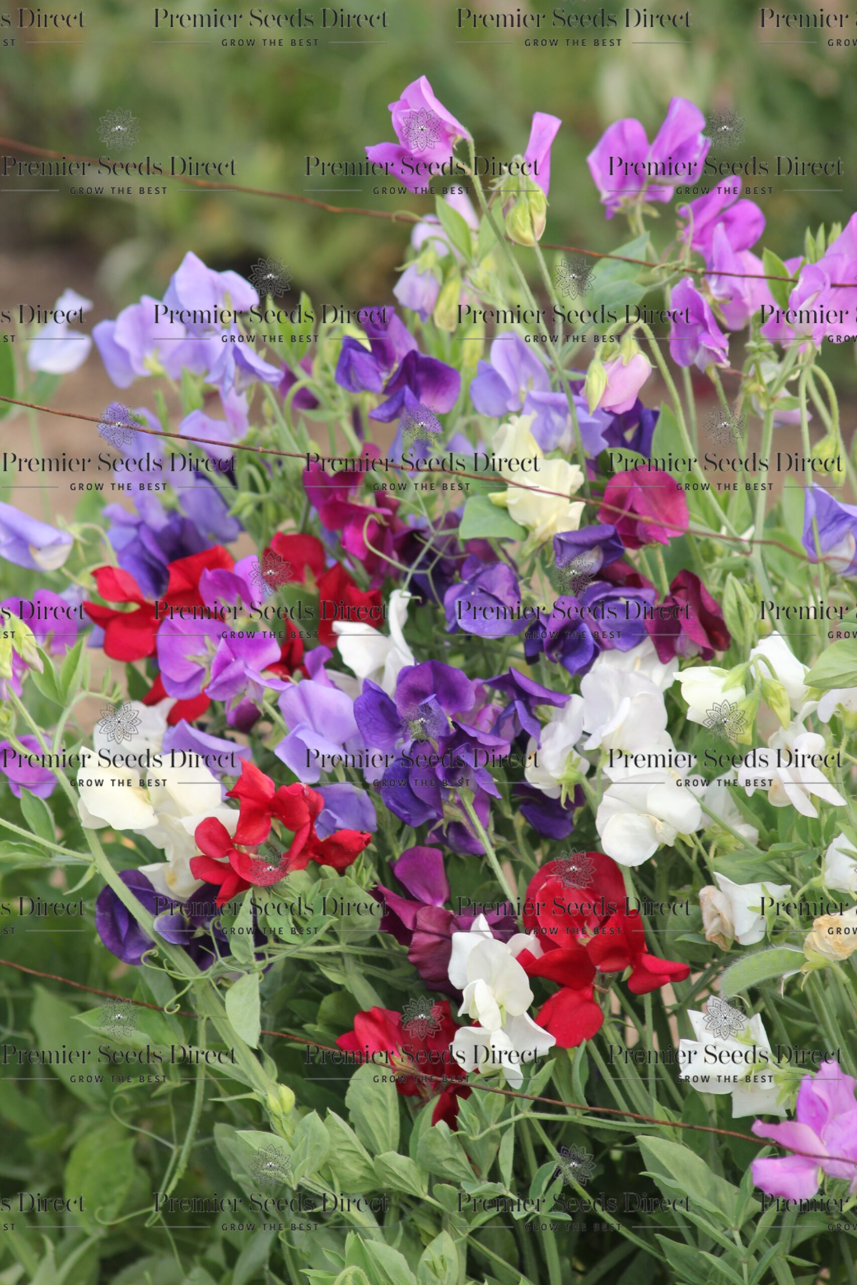 Sweet Pea – Spencer Mix Organic - Premier Seeds Direct