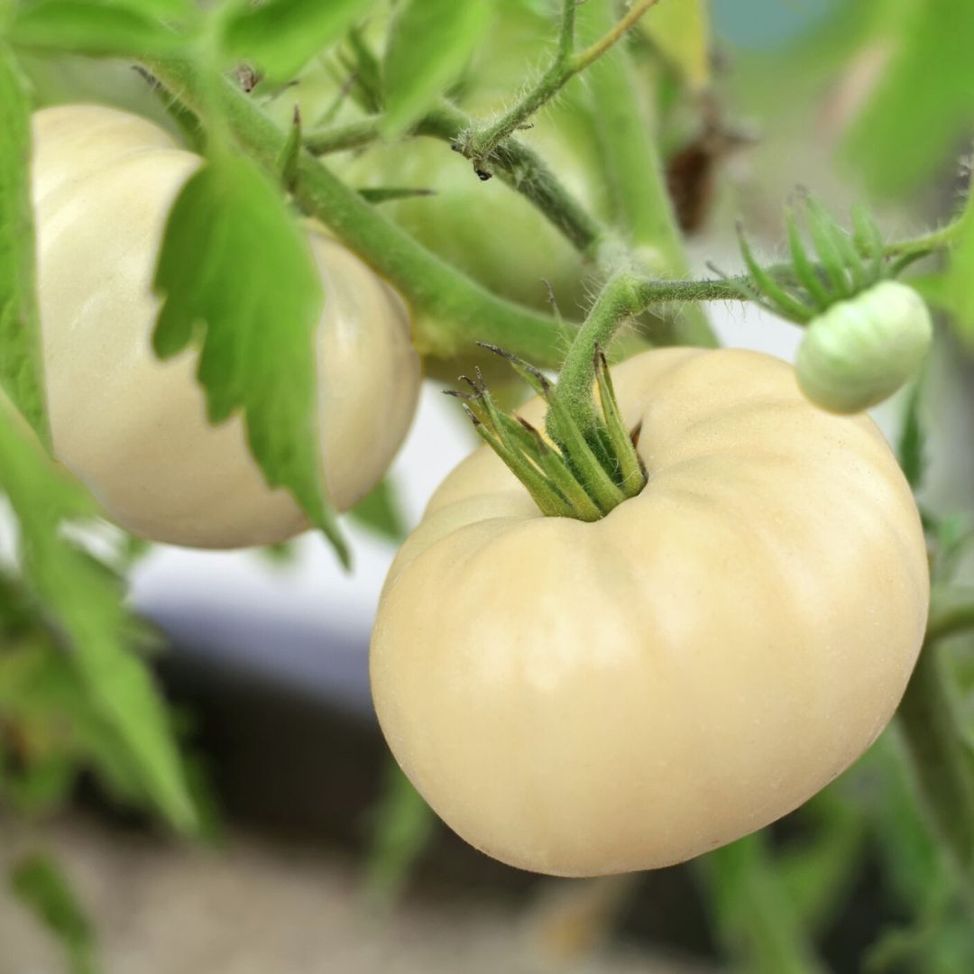 Tomato White Beauty
