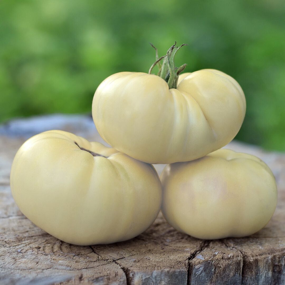 Tomato White Beauty - Image 2