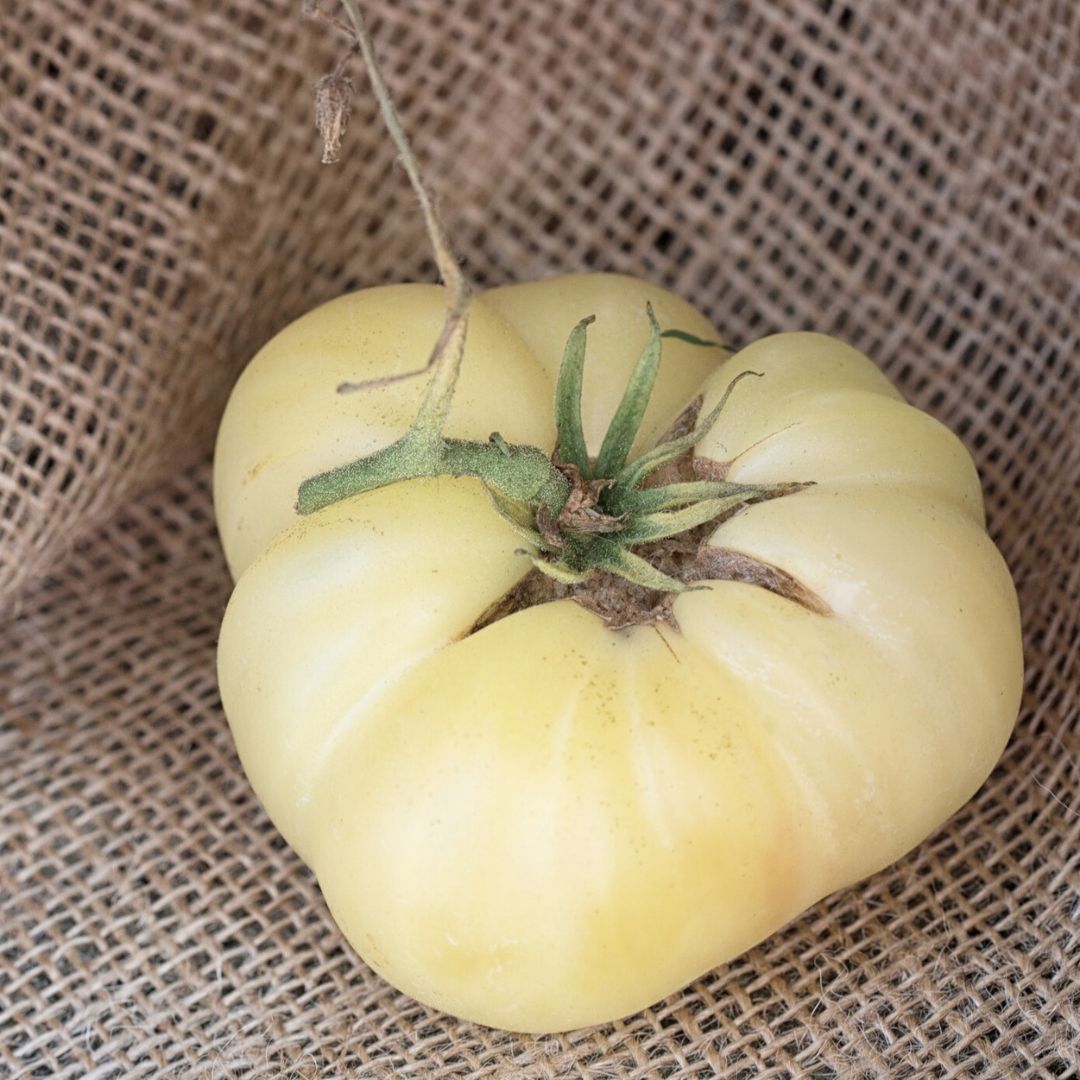 Tomato White Beauty - Image 3