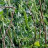 Pea Greenshaft