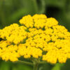 Achillea - Filipendulina Cloth Of Gold