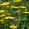 Achillea - Filipendulina Cloth Of Gold - Image 2