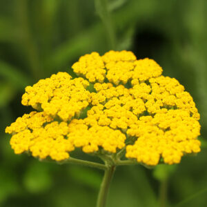 Achillea filipendulina (Yarrow) Cloth of Gold