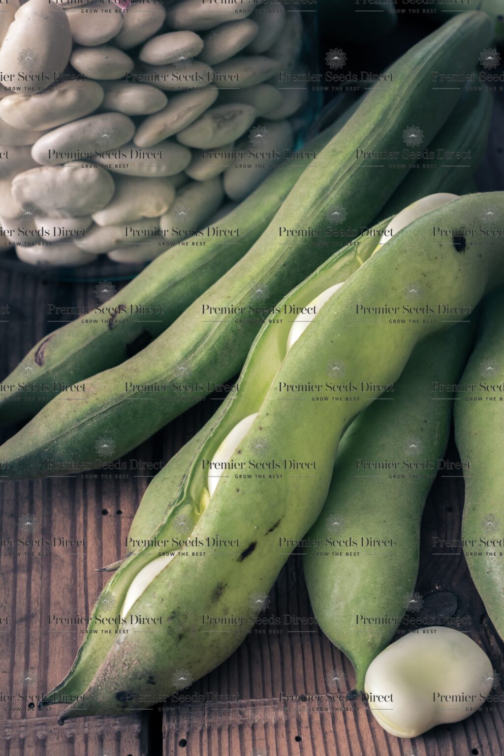 Broad Bean Aquadulce Claudia Organic Organic Bean Premier Seeds