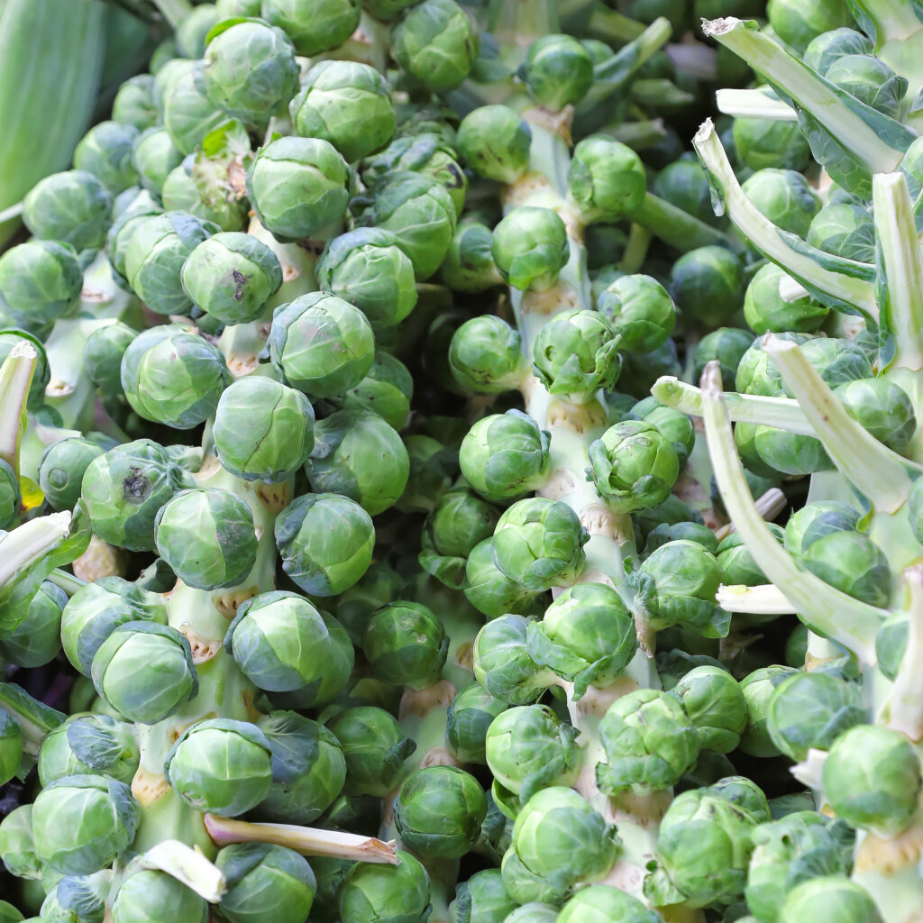 Vegetable Brussel Sprout Evesham Special Premier Seeds Direct