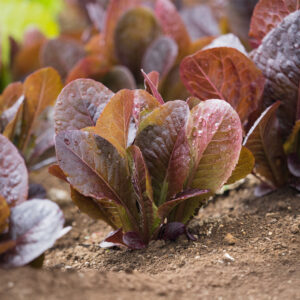 Red Romaine Cos lettuce growing in the ground with soil