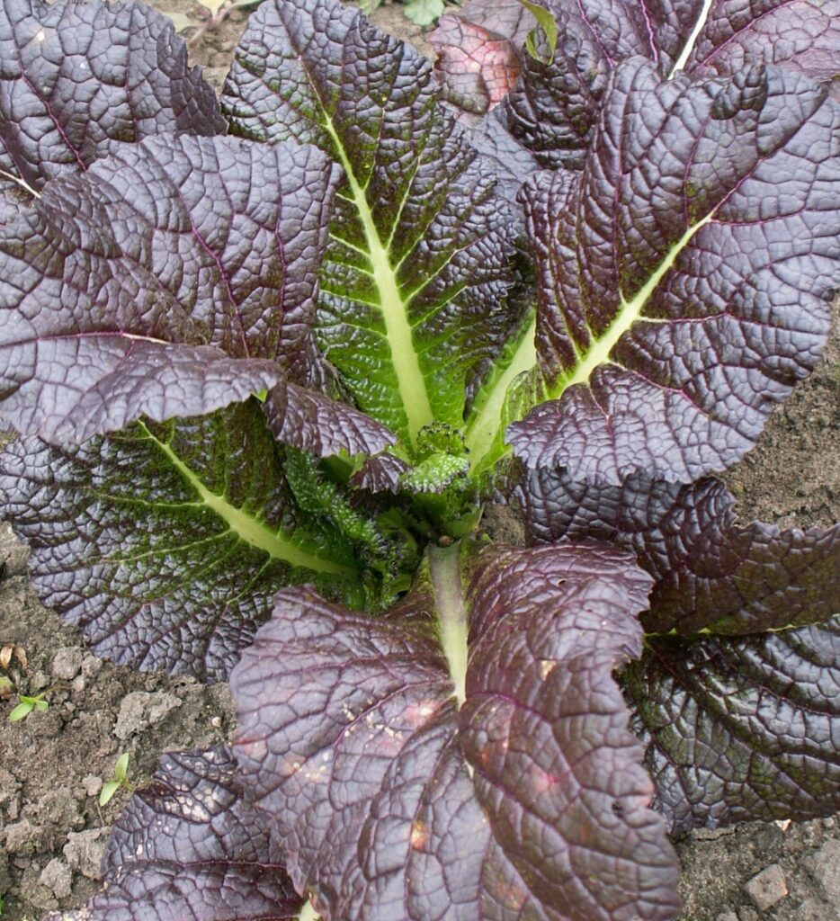 Vegetable Mustard Red Giant - Premier Seeds Direct