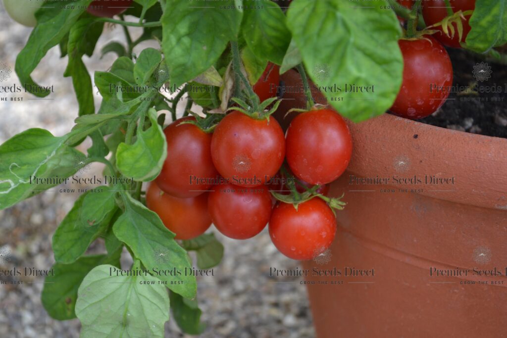 Tomato Maskotka (Trailing) Tomato Premier Seeds Direct ltd