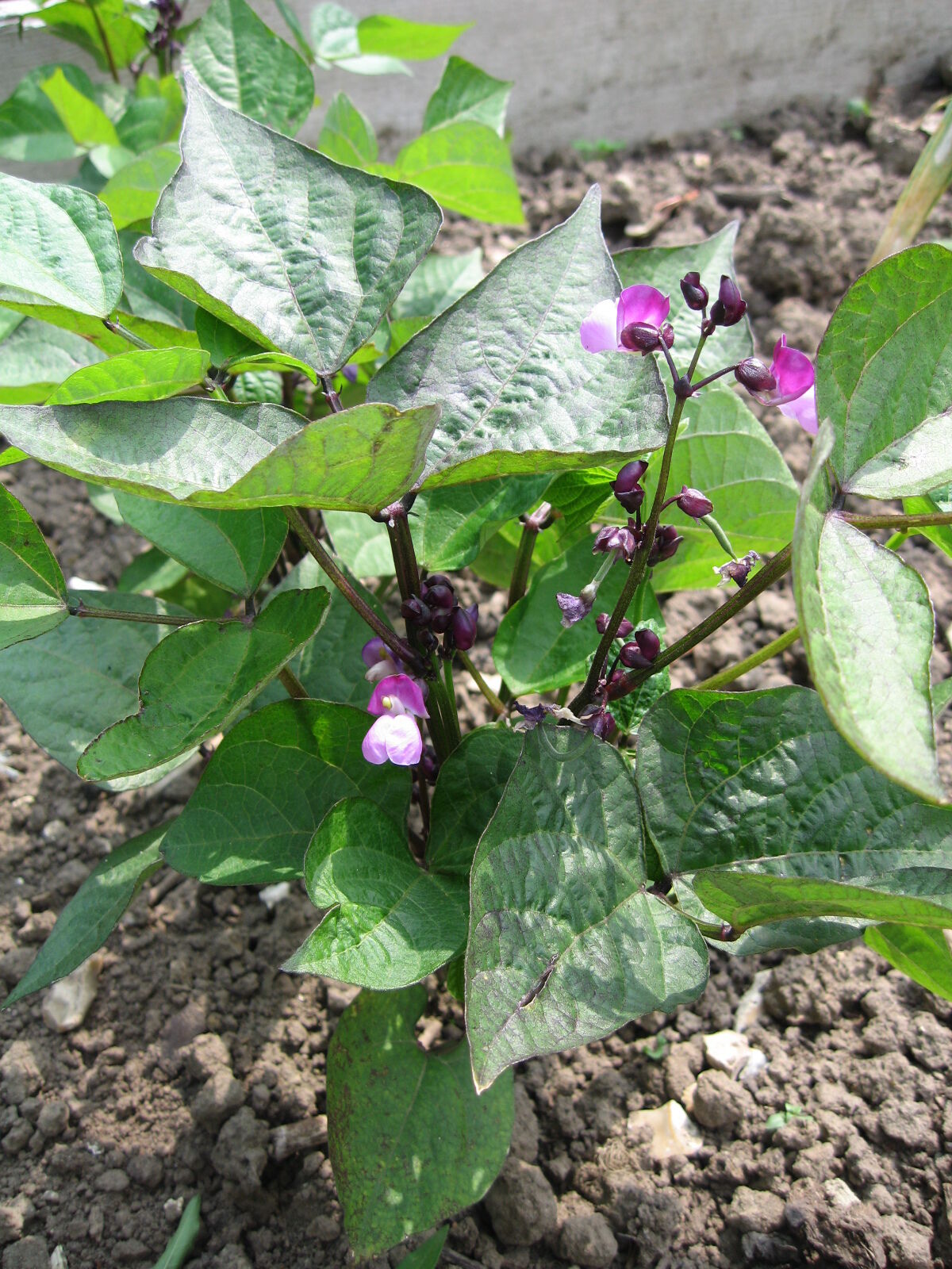 growing-dwarf-french-beans-in-pots