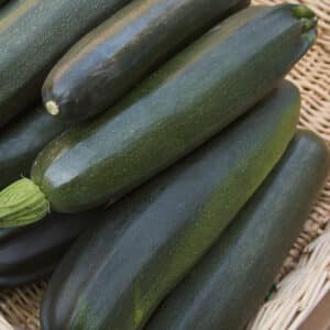 Freshly harvested Black Beauty Courgettes in a basket