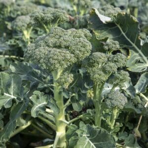 Green Sprouting Calabrese Broccoli growing in a field