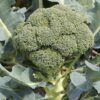 Organic Broccoli Calabrese - Microgreen/Sprouting