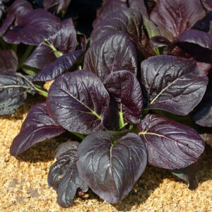 Cabbage Pak Choi Red F1