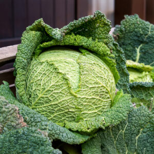 Cabbage Savoy Perfection