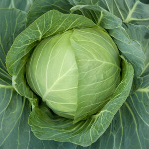Cabbage Primo (II)