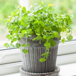 Herb Coriander
