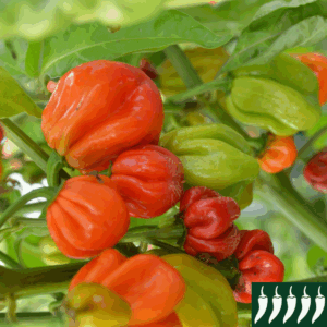 Hot Chilli Pepper Habanero Red Carribean 