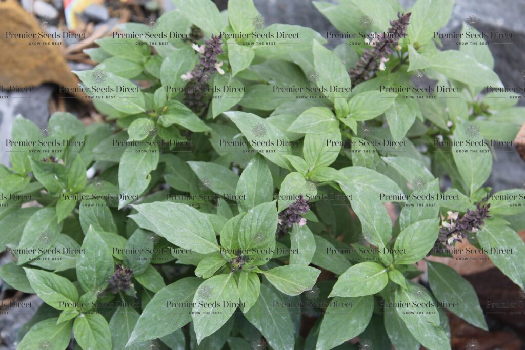 Herb Basil Blue Spice Premier Seeds Direct