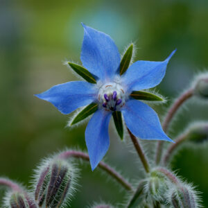 Herb Borage Blue