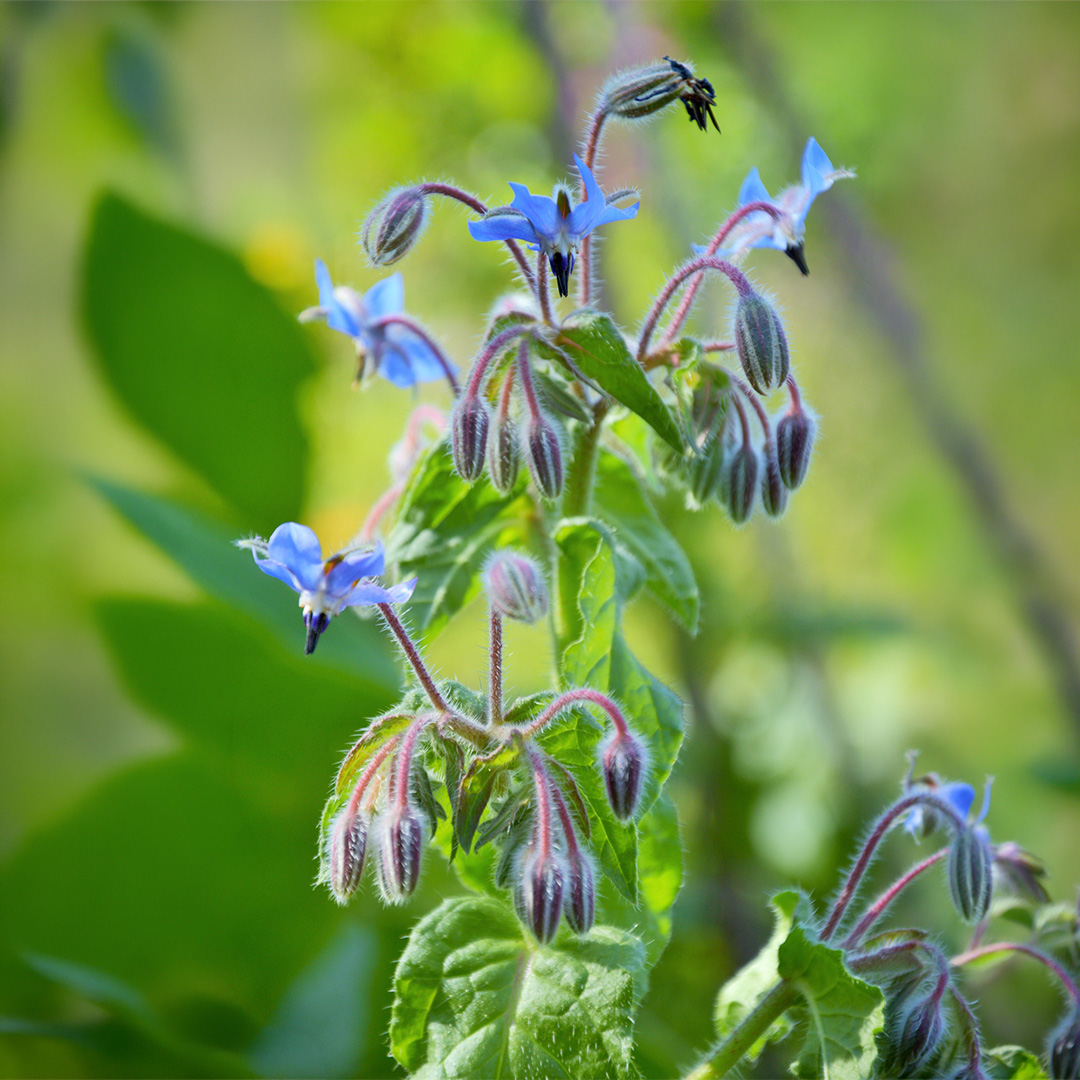 Herb Borage Blue - Image 2