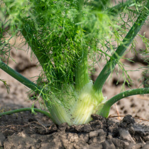 Herb Fennel Florence