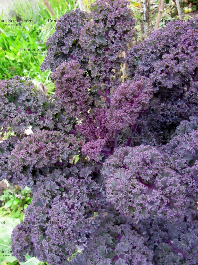 Kale / Borecole Scarlet Organic Premier Seeds Direct