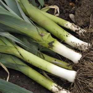 Freshly harvested Musselburgh Leeks with white base and green leaves on the soil with roots still attached
