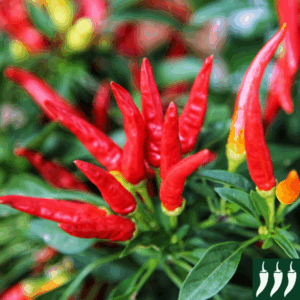 Dwarf Pepper Hot - Lingua Di Fuoco