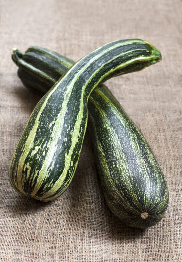 Marrow - Long Green Bush 4 - Premier Seeds Direct