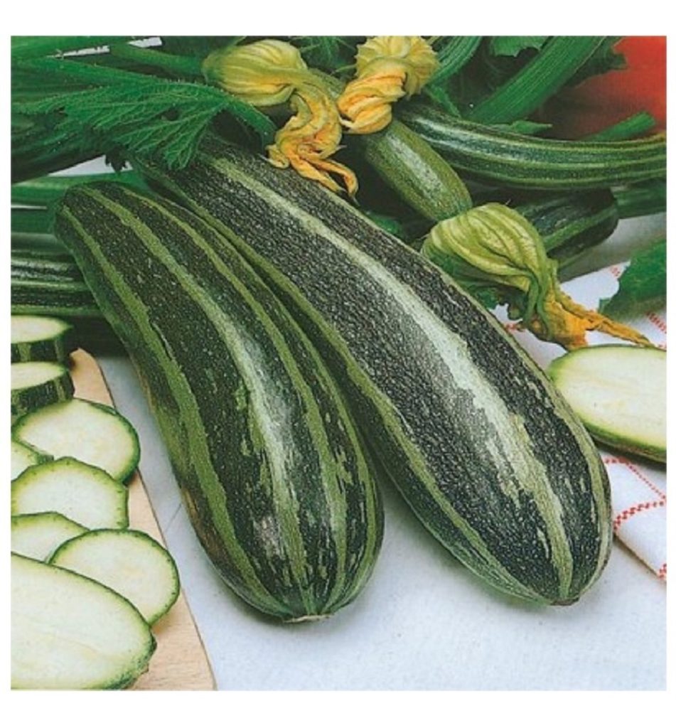 Marrow - Long Green Bush 4 - Premier Seeds Direct