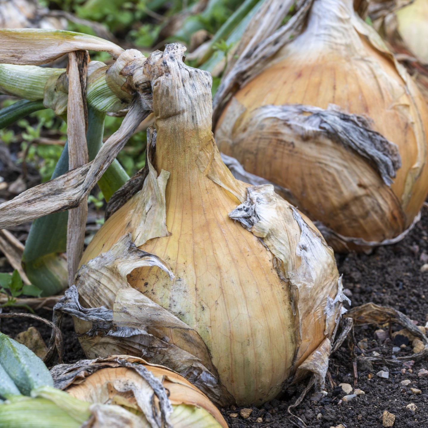 Autumn Onion 'Senshyu Yellow' - Image 3