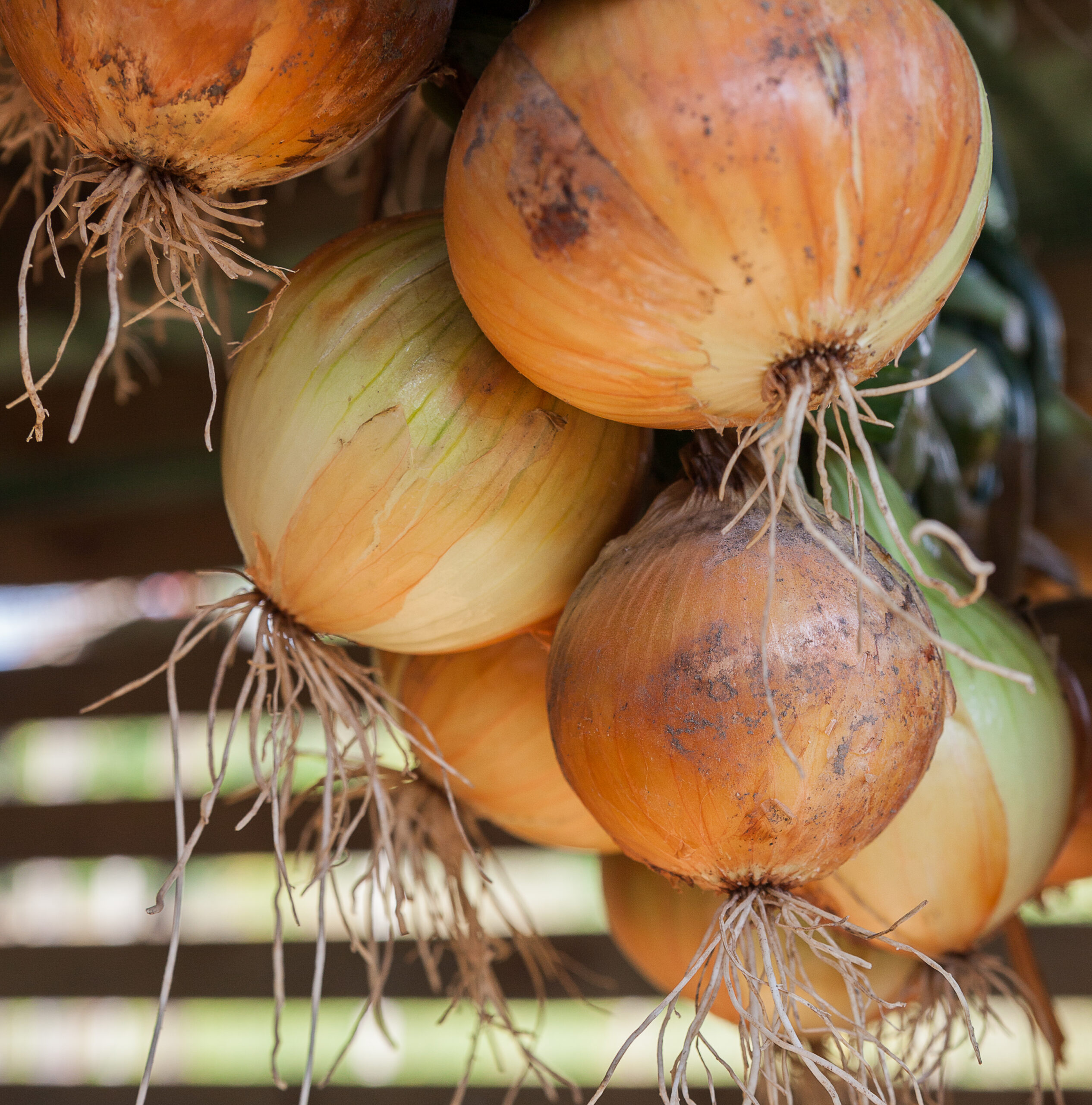 Autumn Onion 'Senshyu Yellow' - Image 2