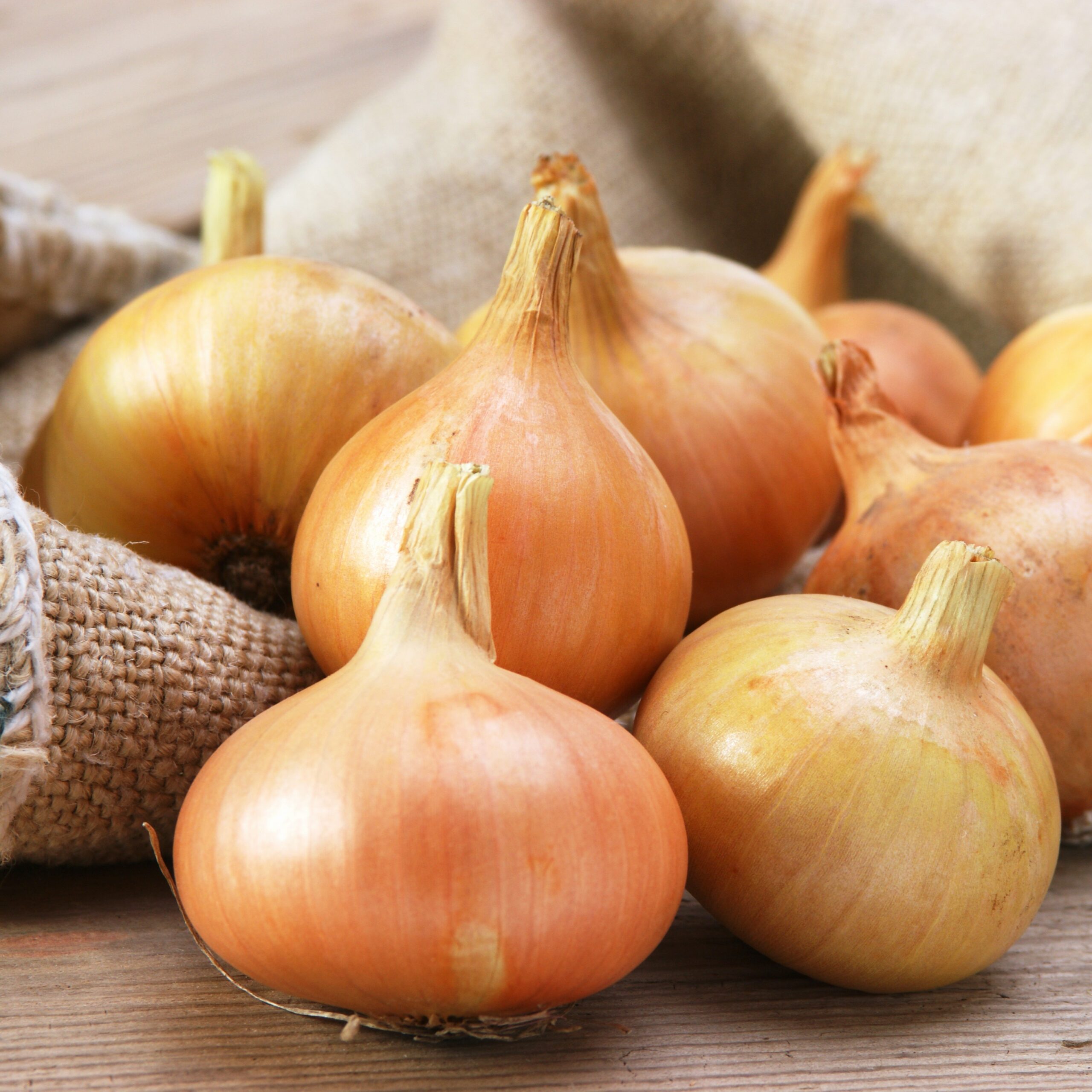 Autumn Onion 'Senshyu Yellow'