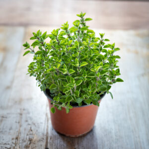 Herb Oregano