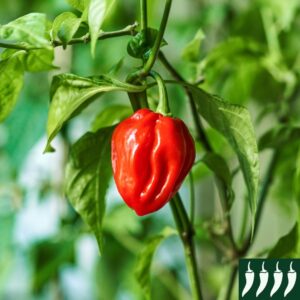 Hot Chilli Pepper Habanero Red Carribean 