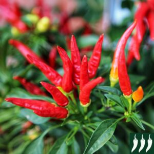 Dwarf Pepper Hot - Lingua Di Fuoco