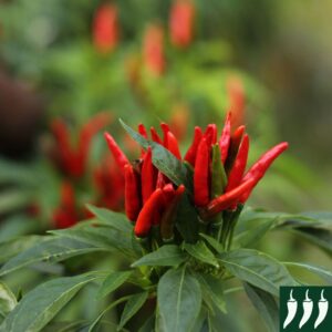 Dwarf Pepper HOT - PICCANTE A MAZZETTI