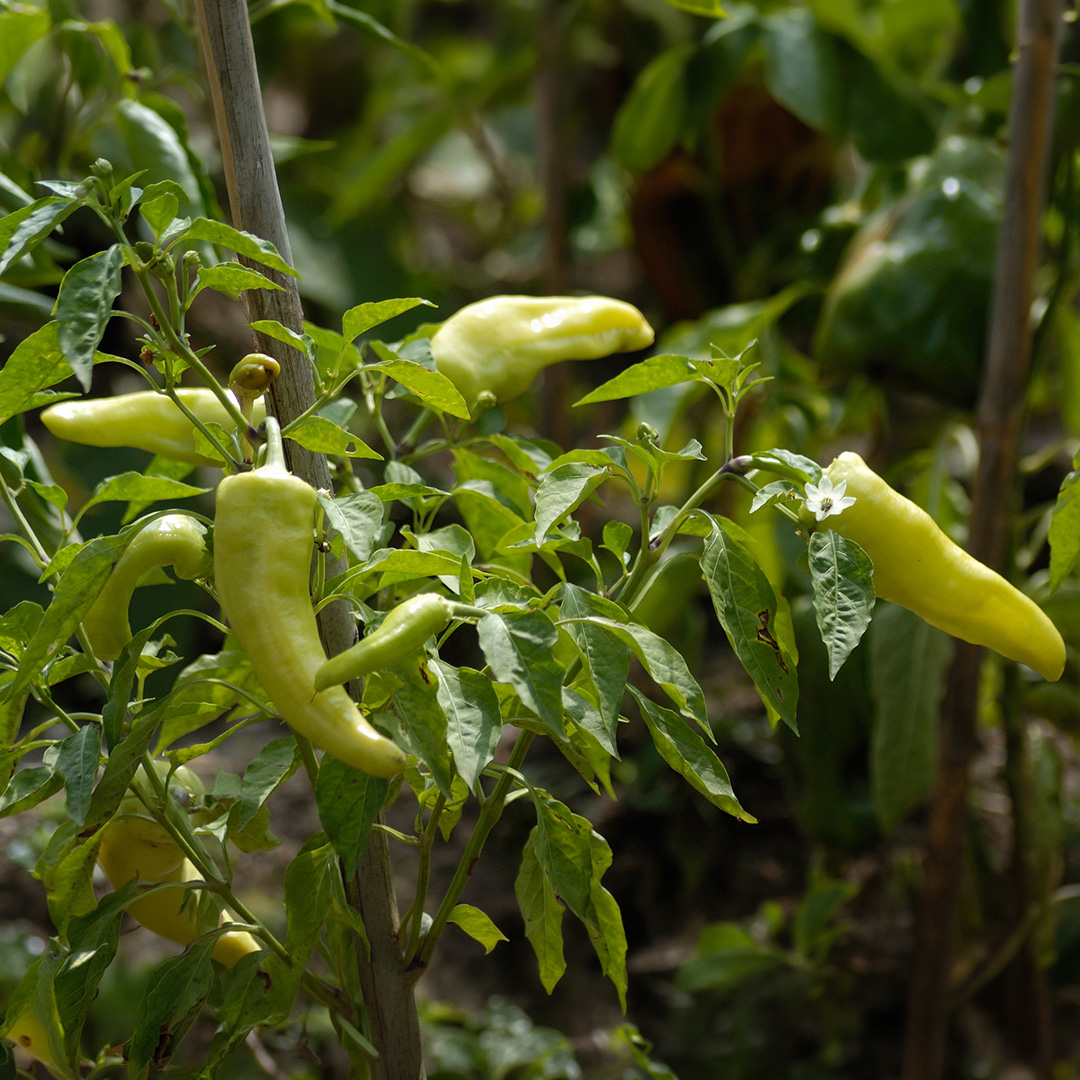 Green Sweet Cubanelle Peppers growing on the plant