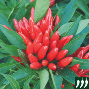 Dwarf Pepper HOT - PICCANTE A MAZZETTI